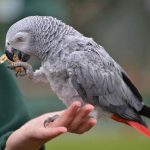 Top 10 loài chim biết nói thông minh nhất thế giới