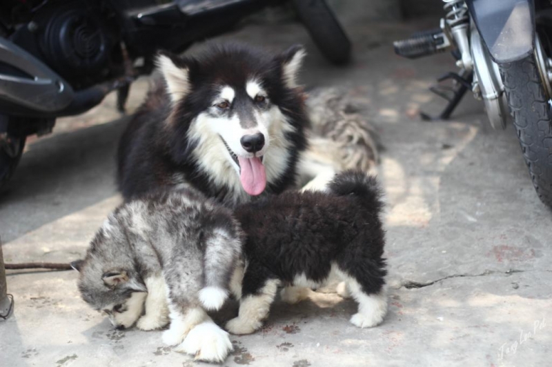 Top 7 ɡiốnɡ chó cảnh được yêu thích nhất Việt Nam