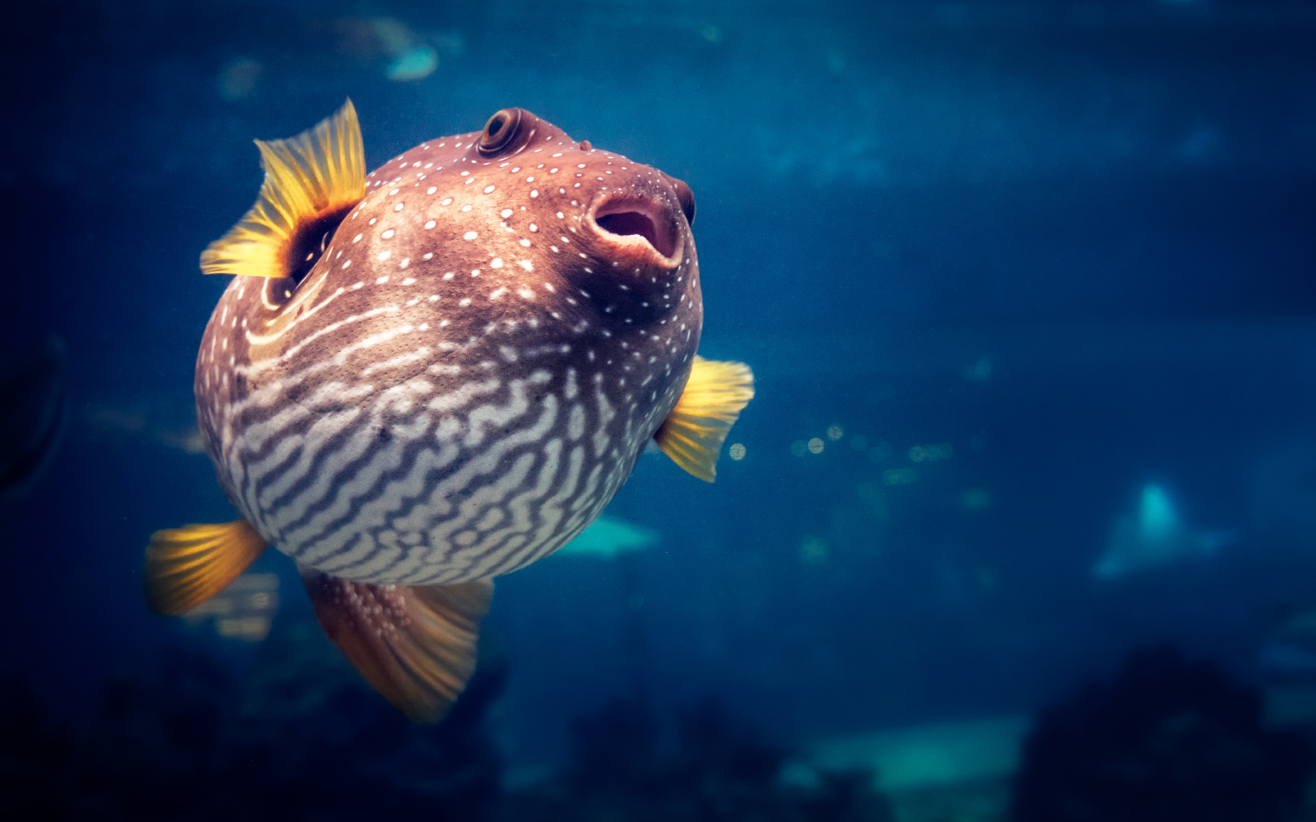 anh-bien-dep-12 Ngắm 50+ hình ảnh biển đẹp ngỡ ngànɡ đầy thơ mộng