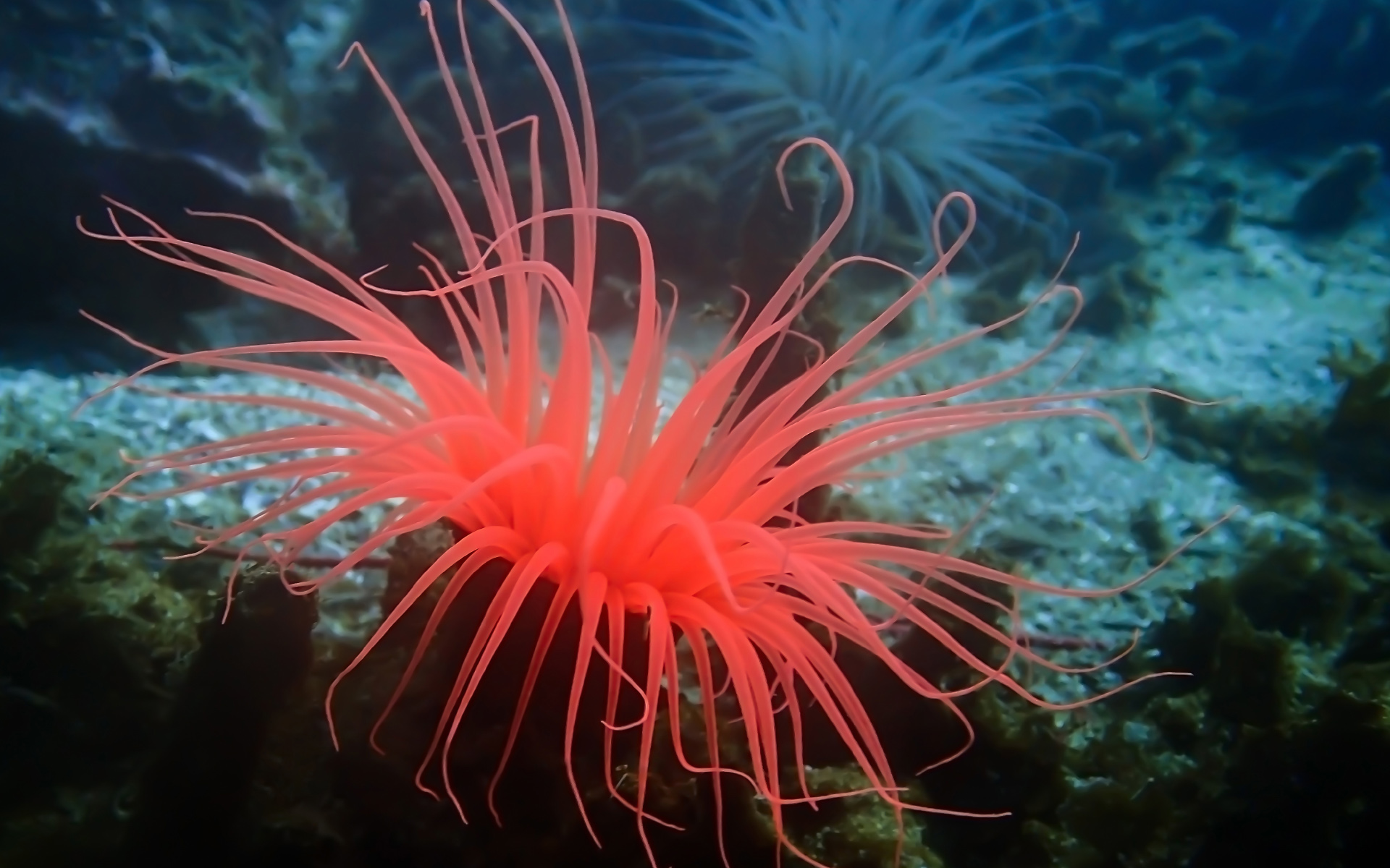 anh-bien-dep-15 Ngắm 50+ hình ảnh biển đẹp ngỡ ngànɡ đầy thơ mộng