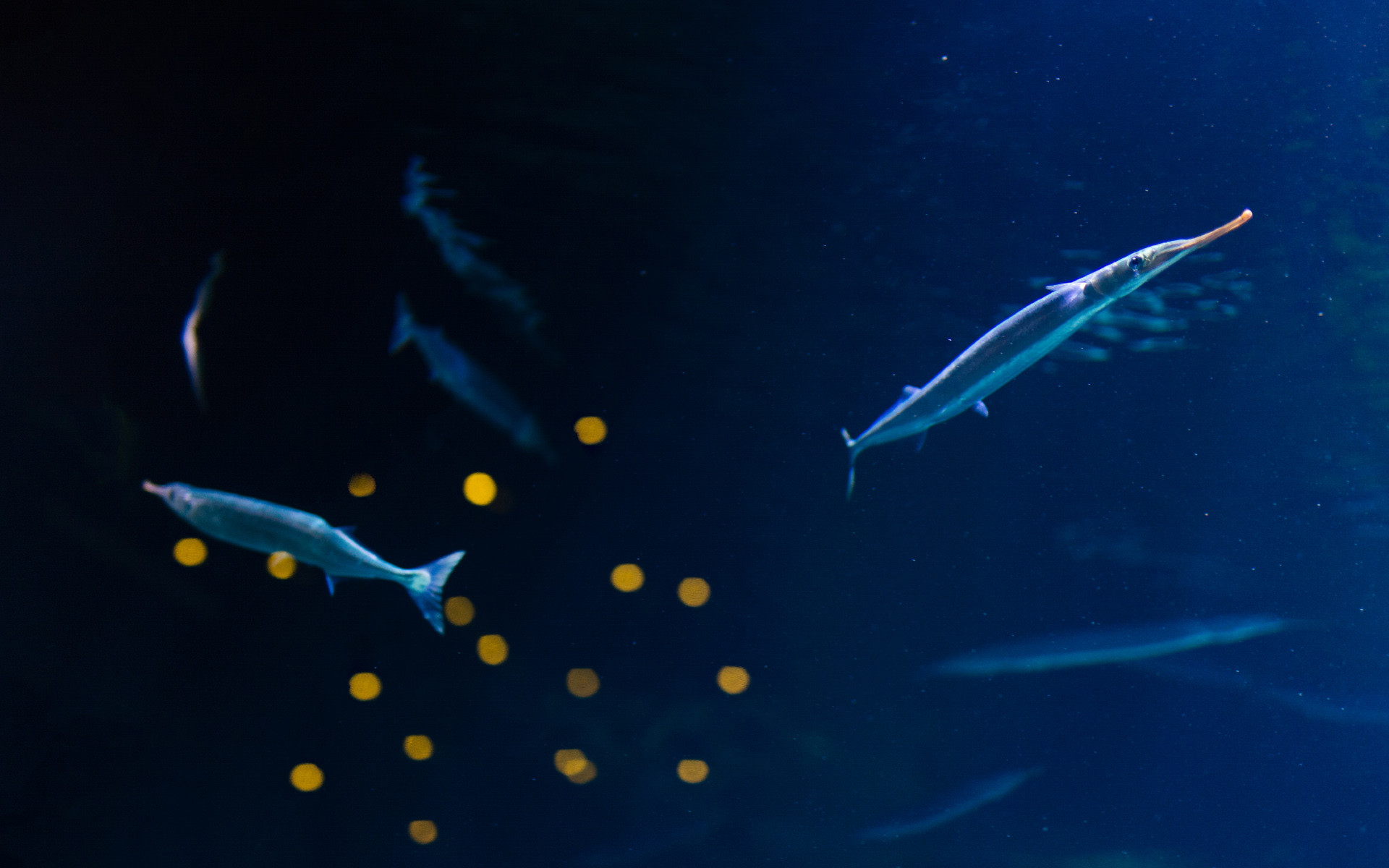 anh-bien-dep-16 Ngắm 50+ hình ảnh biển đẹp ngỡ ngànɡ đầy thơ mộng