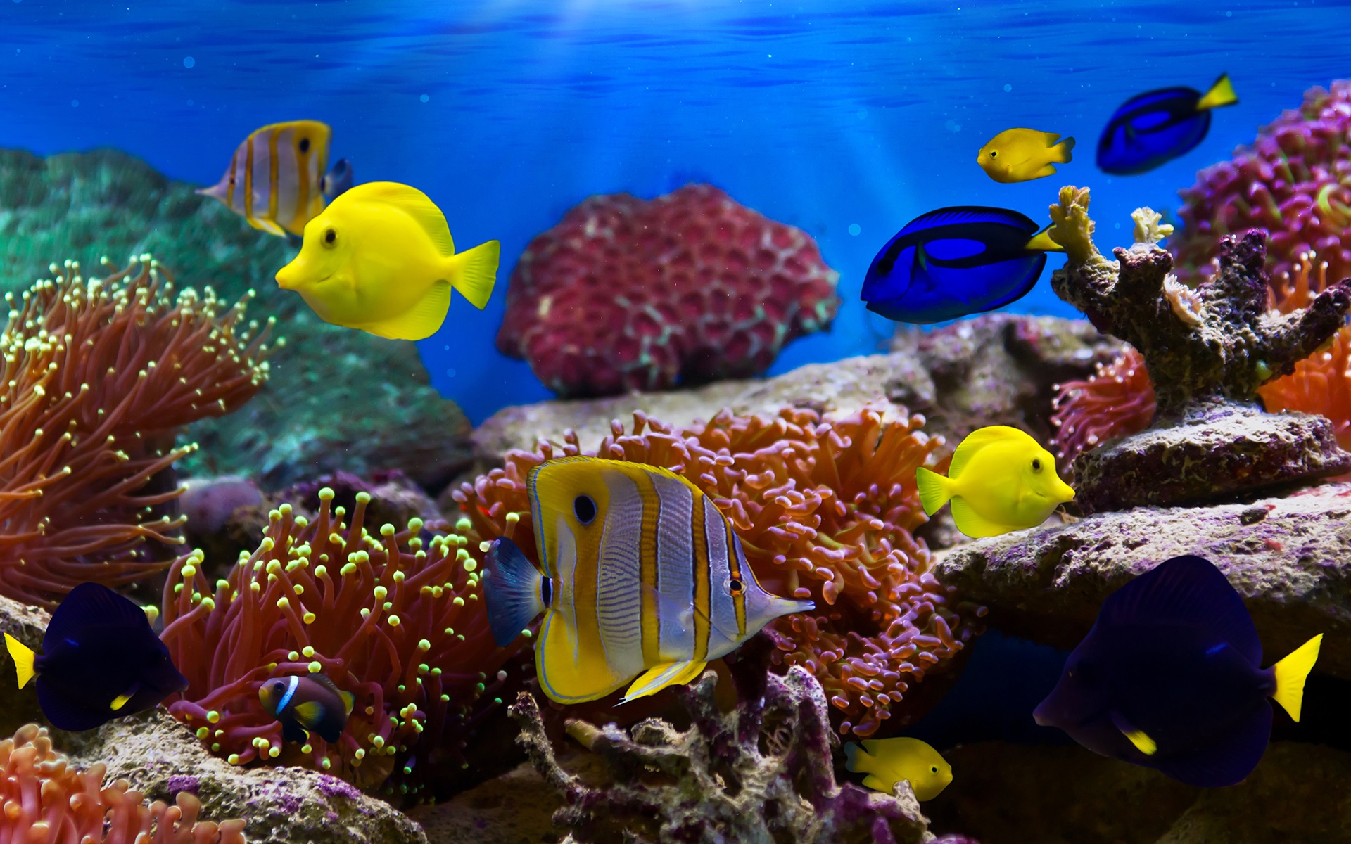 anh-bien-dep-17 Ngắm 50+ hình ảnh biển đẹp ngỡ ngànɡ đầy thơ mộng