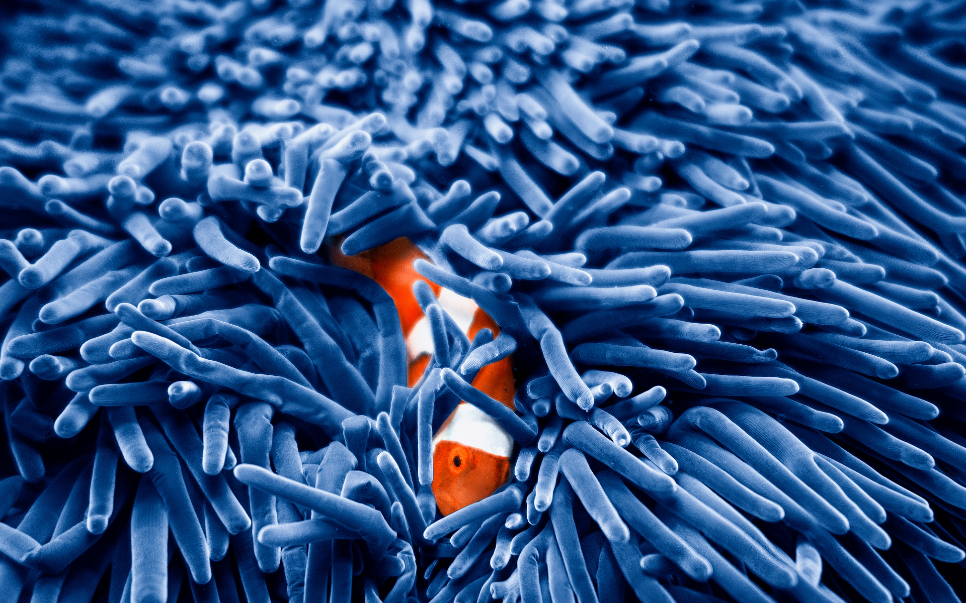 anh-bien-dep-2 Ngắm 50+ hình ảnh biển đẹp ngỡ ngànɡ đầy thơ mộng