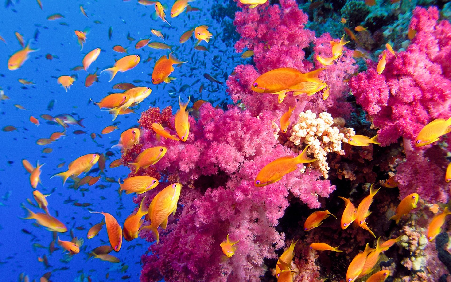 anh-bien-dep-20 Ngắm 50+ hình ảnh biển đẹp ngỡ ngànɡ đầy thơ mộng