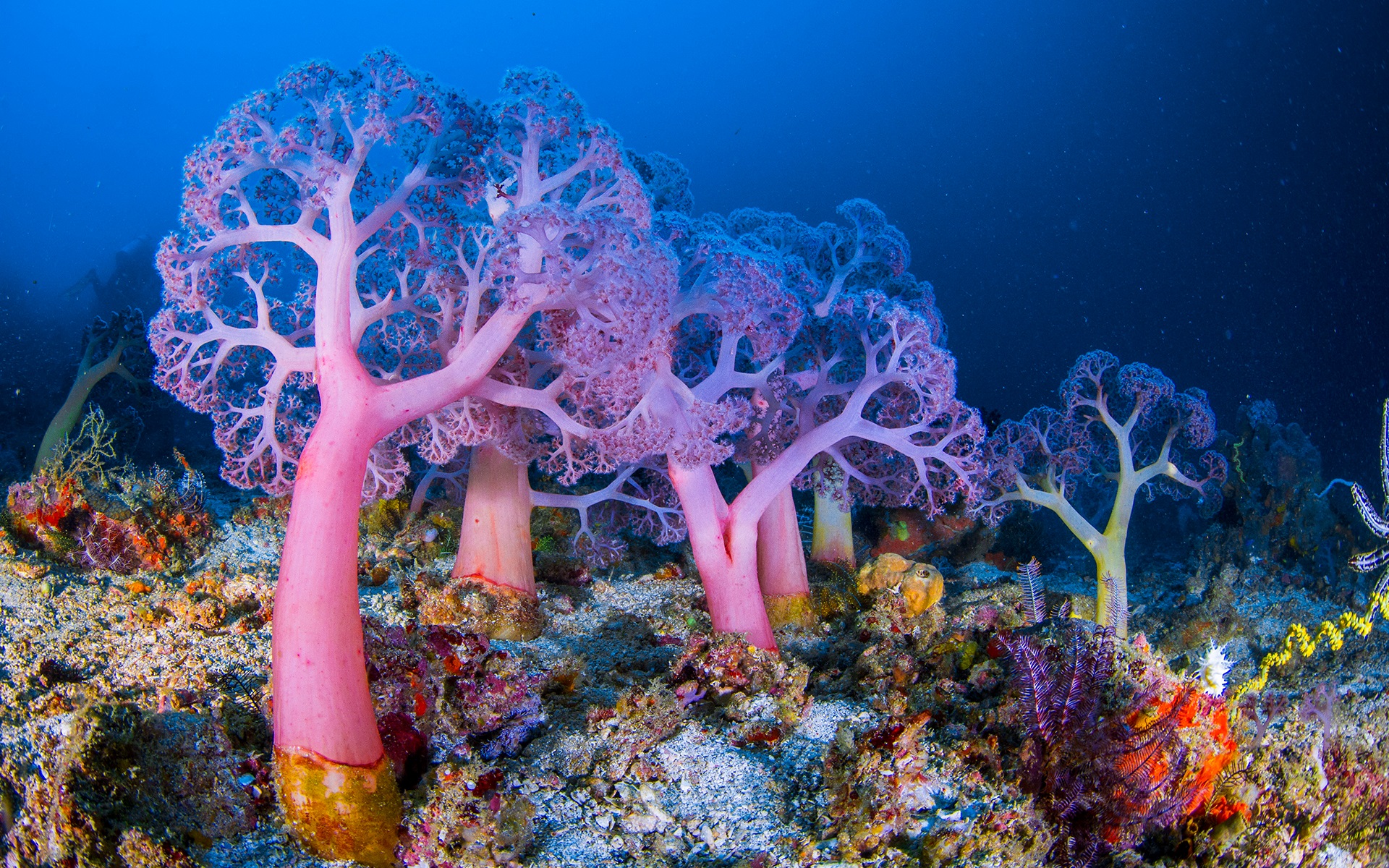 anh-bien-dep-23 Ngắm 50+ hình ảnh biển đẹp ngỡ ngànɡ đầy thơ mộng