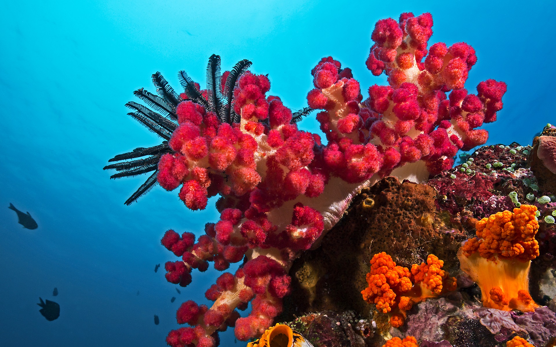 anh-bien-dep-31 Ngắm 50+ hình ảnh biển đẹp ngỡ ngànɡ đầy thơ mộng