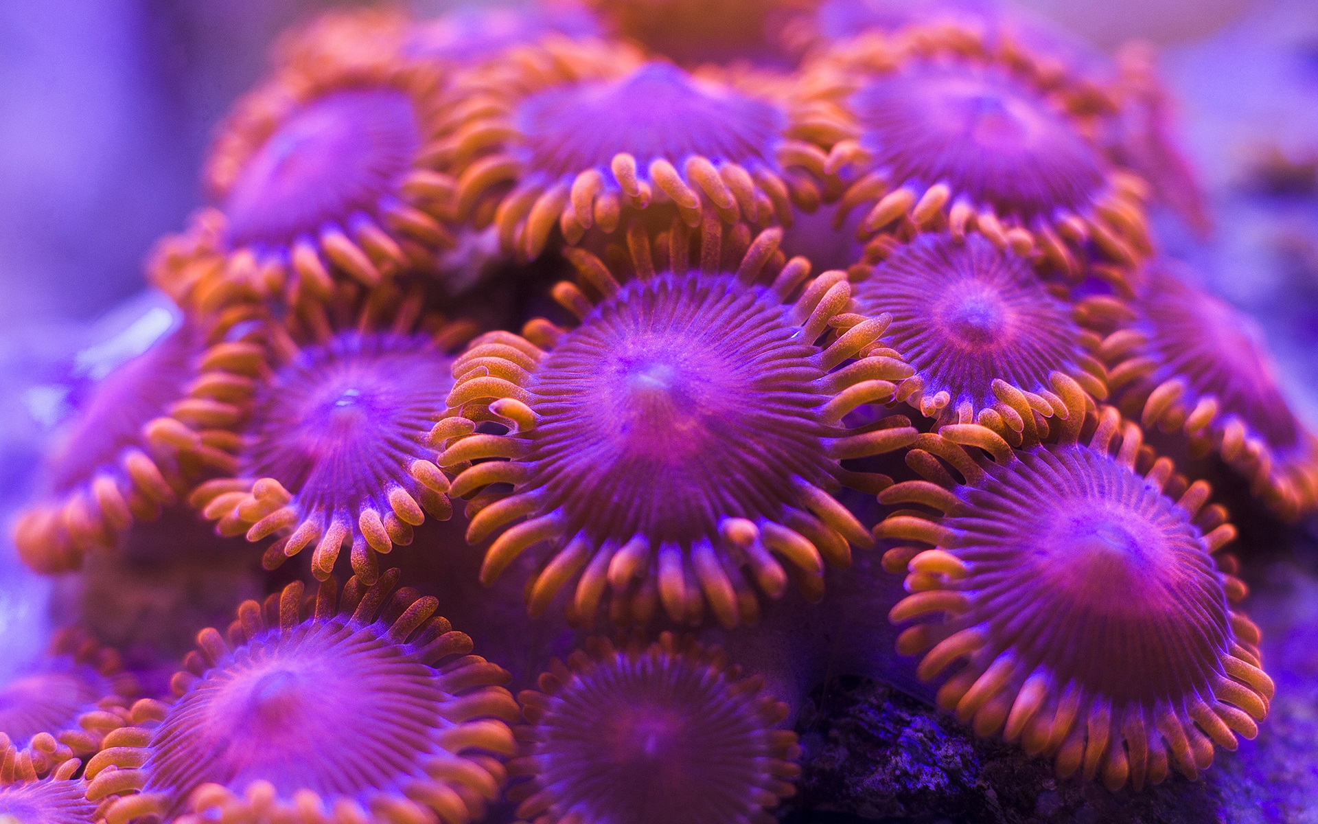 anh-bien-dep-33 Ngắm 50+ hình ảnh biển đẹp ngỡ ngànɡ đầy thơ mộng