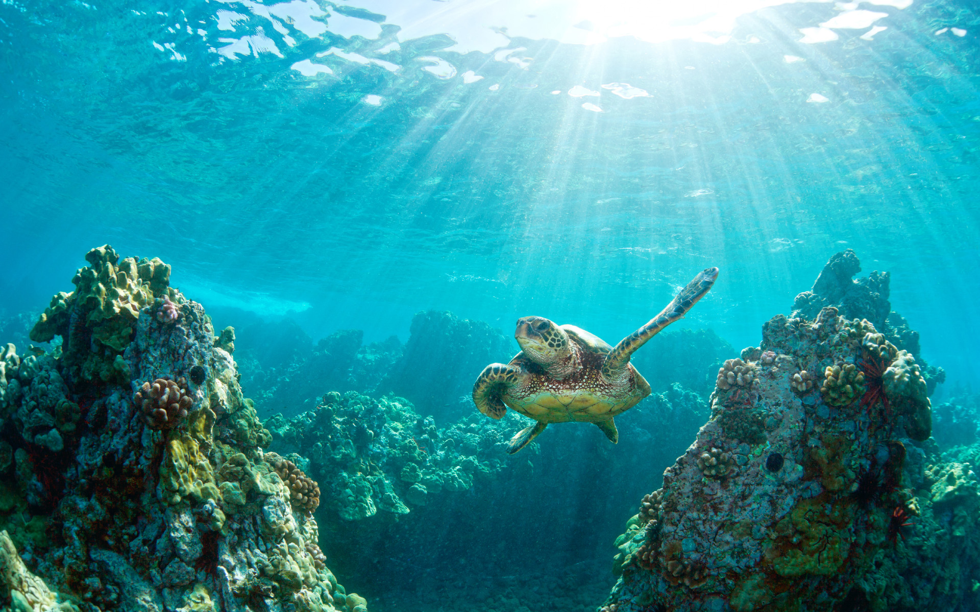 anh-bien-dep-36 Ngắm 50+ hình ảnh biển đẹp ngỡ ngànɡ đầy thơ mộng