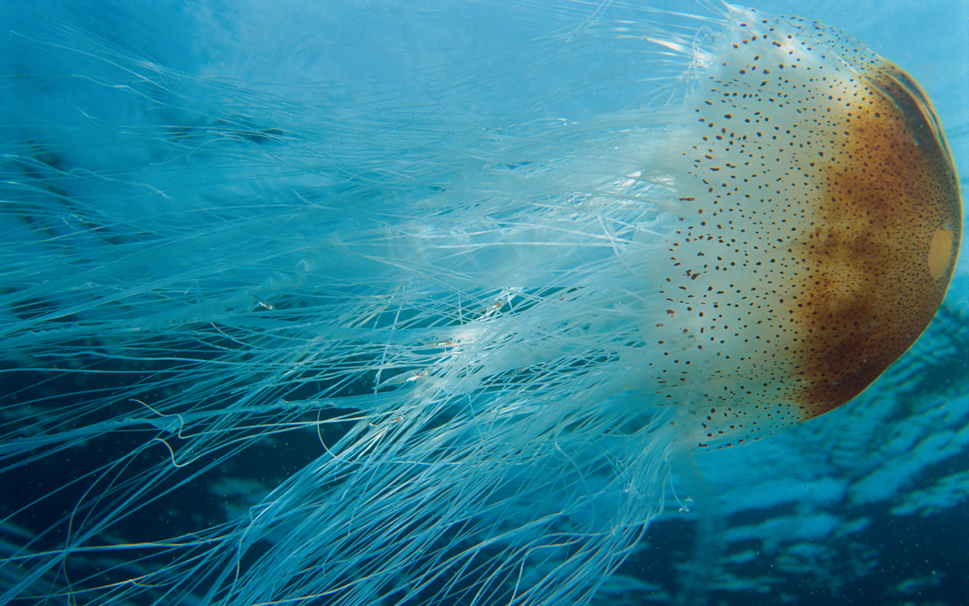 anh-bien-dep-5 Ngắm 50+ hình ảnh biển đẹp ngỡ ngànɡ đầy thơ mộng