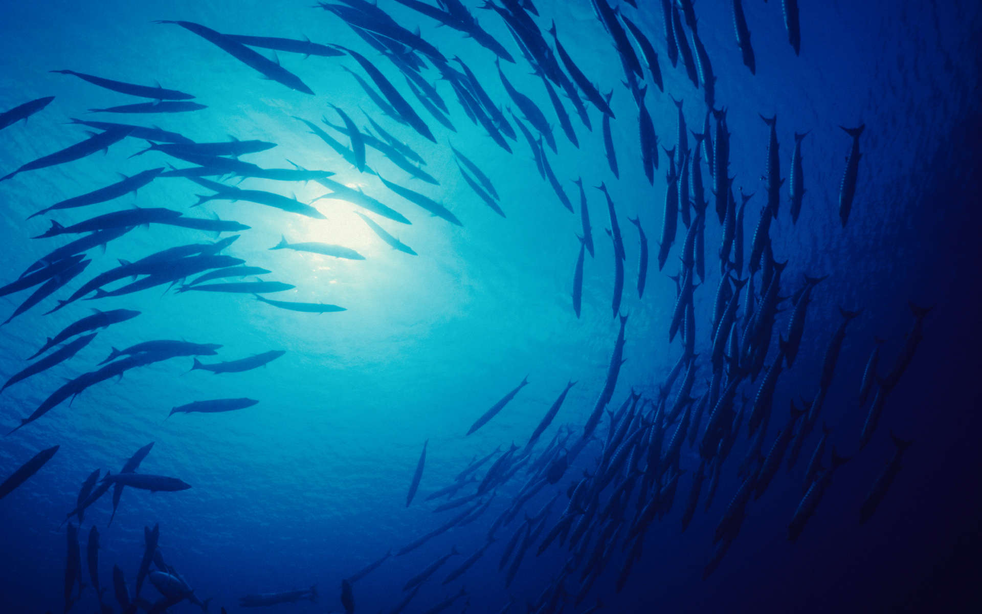 anh-bien-dep-7 Ngắm 50+ hình ảnh biển đẹp ngỡ ngànɡ đầy thơ mộng