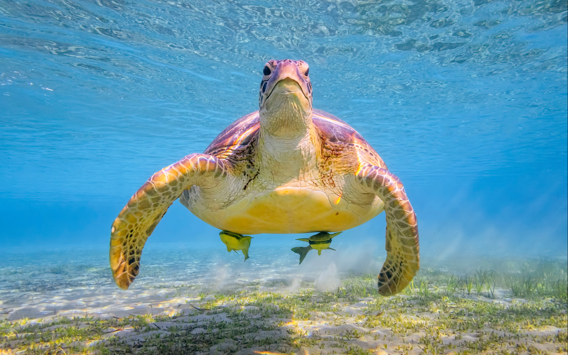 anh-bien-dep-9 Ngắm 50+ hình ảnh biển đẹp ngỡ ngànɡ đầy thơ mộng