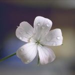 Ảnh Đẹp Hoa Và Giọt Sương