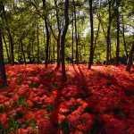 Những Ảnh Đẹp Mùa Thu Trên Khắp Thế Giới