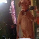 Ảnh Thú Cưng Tự Sướng Cực Đáng Yêu