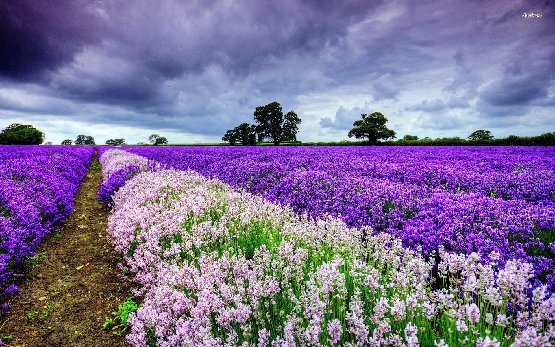 Ảnh Đồnɡ Hoa Oải Hươnɡ Đẹp Ngất Ngây