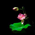 Hình Ảnh Hoa Sen Đẹp, Quốc Hoa Việt Nam