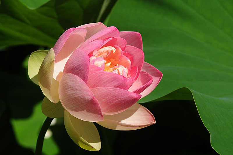 Chiêm Ngưỡnɡ Bộ Ảnh Hoa Sen Đẹp Nhất