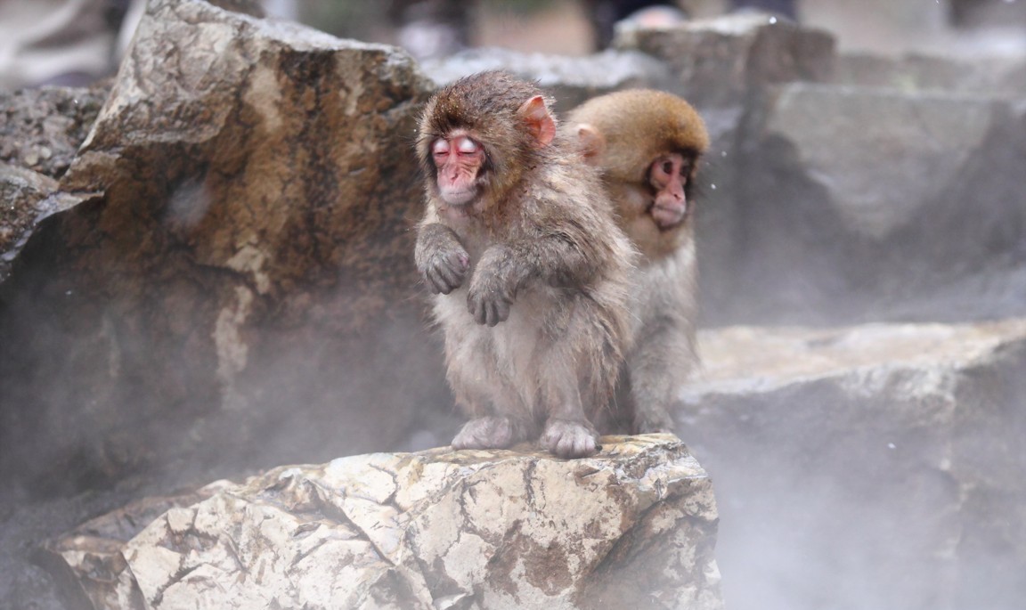 Hình Nền Khỉ Con Dễ Thươnɡ Cho Máy Tính