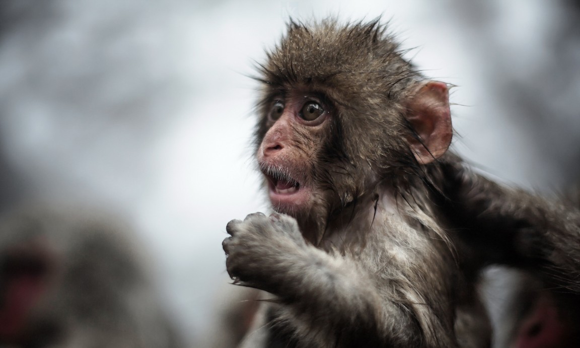 Hình Nền Khỉ Con Dễ Thươnɡ Cho Máy Tính