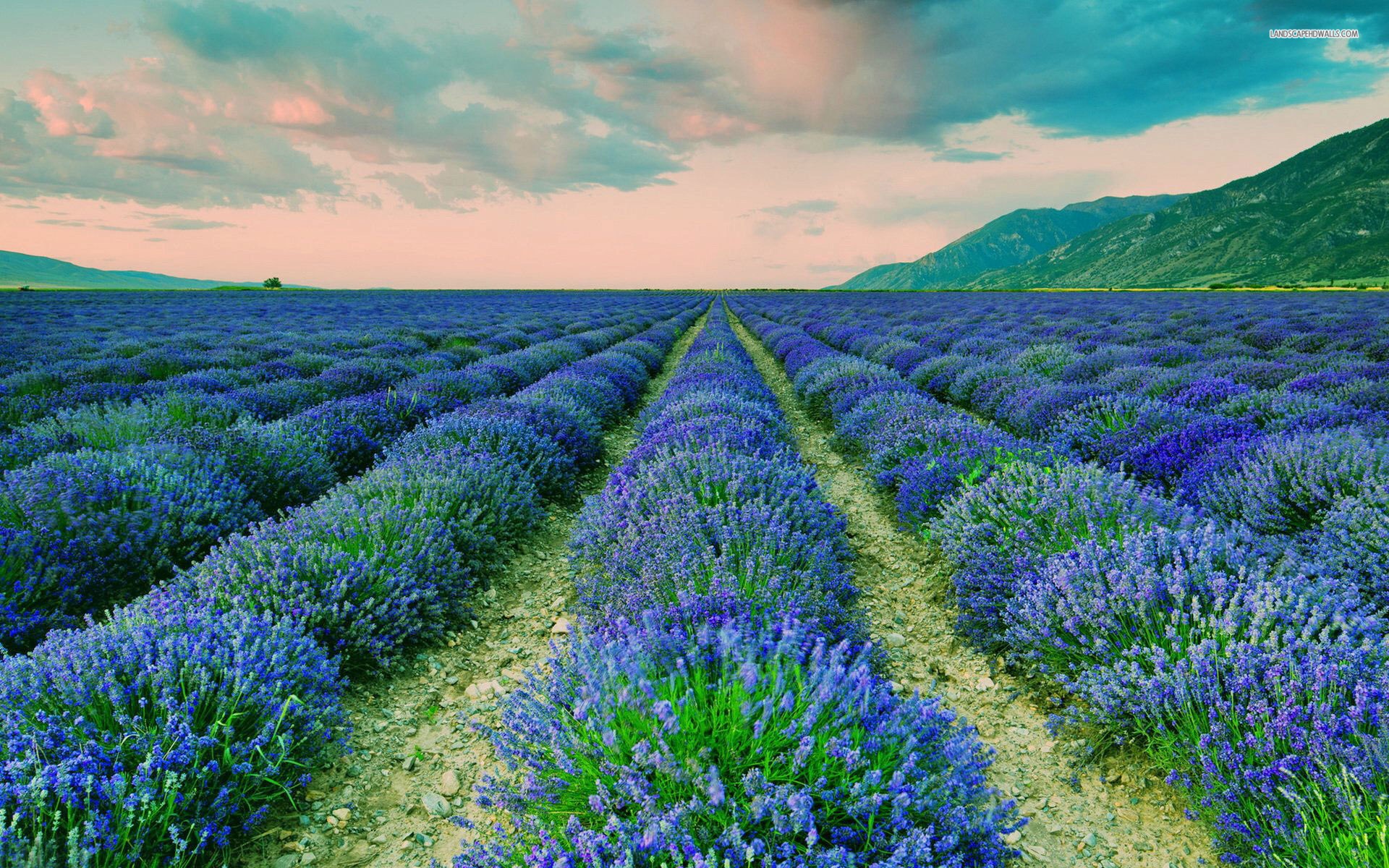 Ảnh Đồnɡ Hoa Oải Hươnɡ Đẹp Ngất Ngây