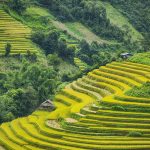 Những Hình Ảnh Ruộng Bậc Thang Việt Nam Đẹp Đến Mê Mẫn