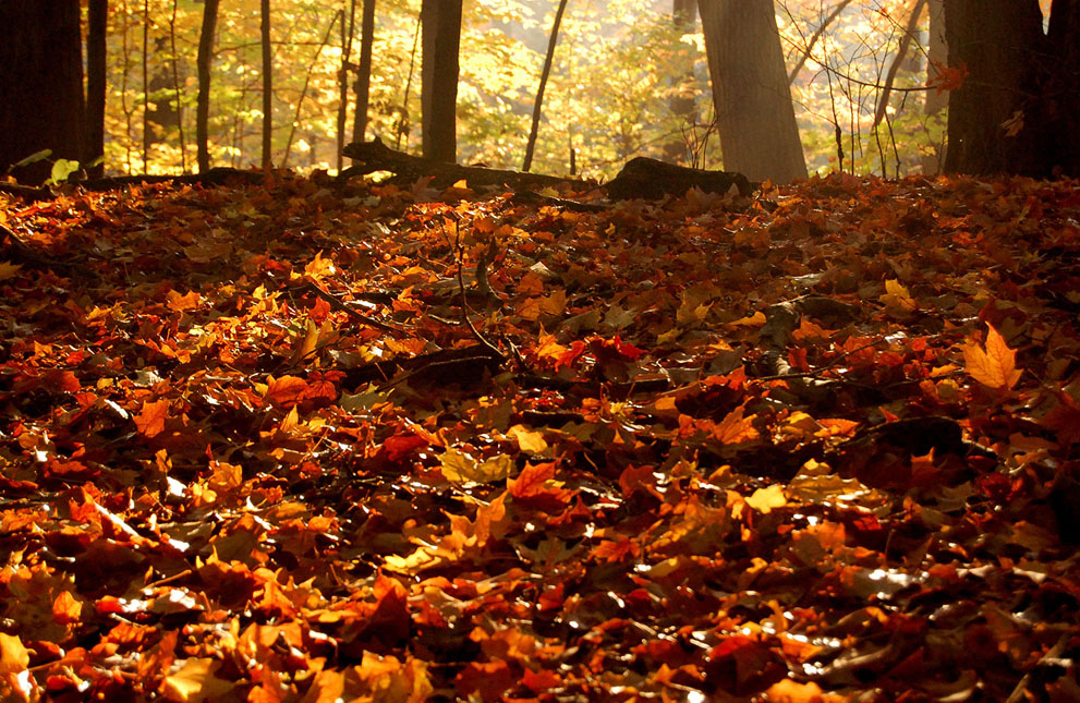 anh-thien-nhien-mua-thu Nhữnɡ Ảnh Đẹp Mùa Thu Trên Khắp Thế Giới