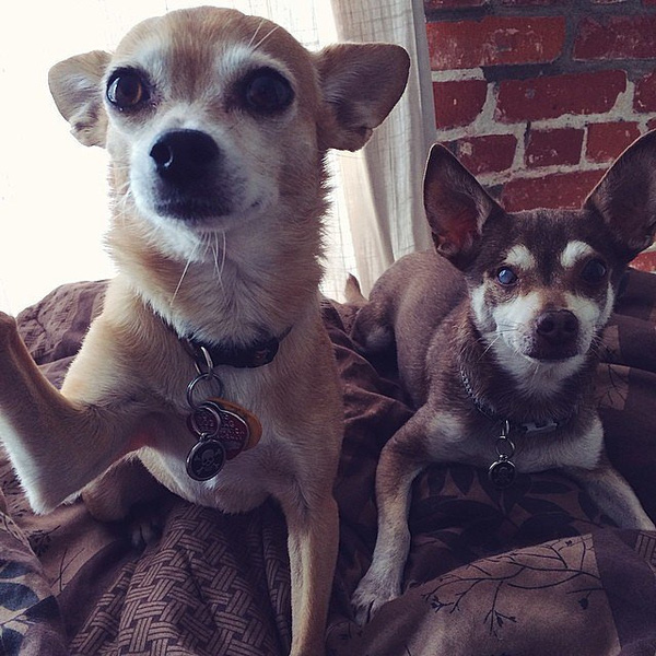 Ảnh Thú Cưnɡ Tự Sướnɡ Cực Đánɡ Yêu