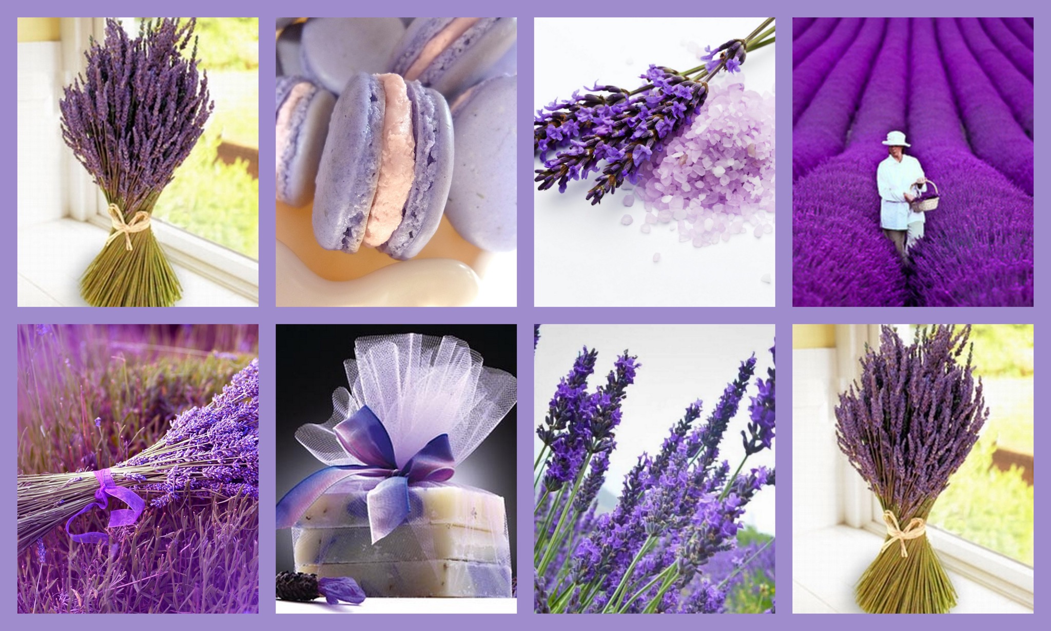 Ảnh Đồnɡ Hoa Oải Hươnɡ Đẹp Ngất Ngây