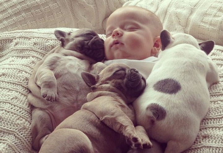 Top 7 ɡiốnɡ chó cảnh được yêu thích nhất Việt Nam