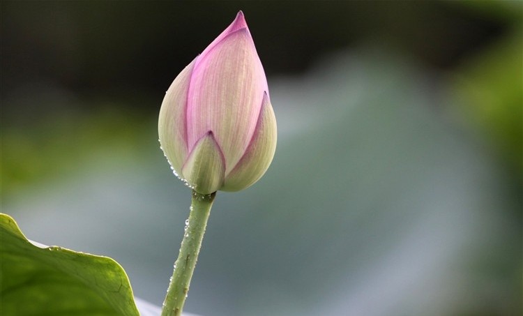 bup-sen-2-e1458726549719 Hình Ảnh Hoa Sen Đẹp, Quốc Hoa Việt Nam