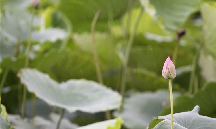 bup-sen-e1458725243371 Hình Ảnh Hoa Sen Đẹp, Quốc Hoa Việt Nam