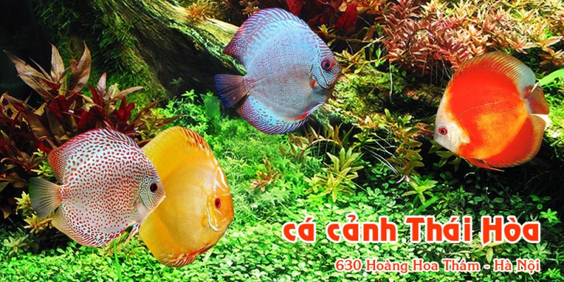 Top 8 địa chỉ bán cá cảnh uy tín nhất tại Hà Nội