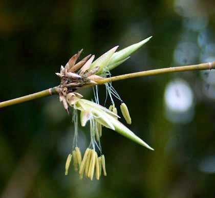 Ngắm Ảnh Hoa Tre Hiếm Gặp