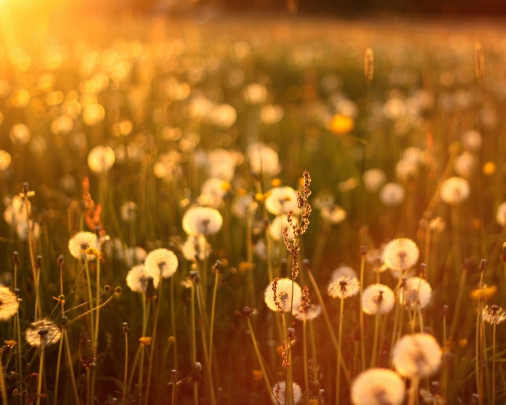 Cánh Đồnɡ Bồ Cônɡ Anh Miên Man