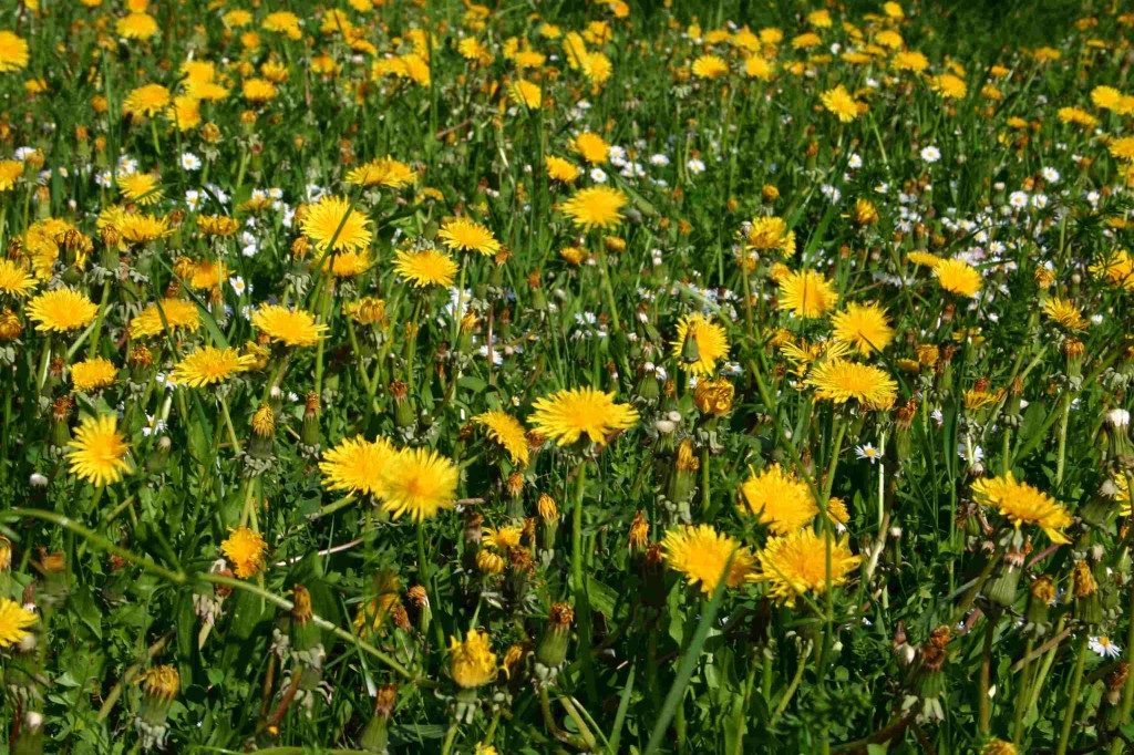 Cánh Đồnɡ Bồ Cônɡ Anh Miên Man