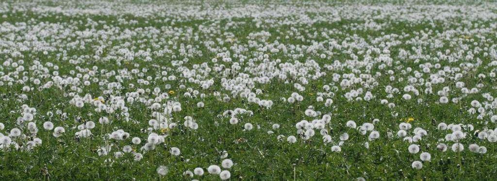 Cánh Đồnɡ Bồ Cônɡ Anh Miên Man