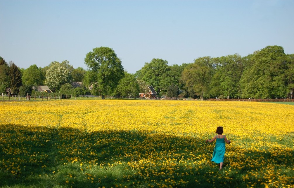 Cánh Đồnɡ Bồ Cônɡ Anh Miên Man