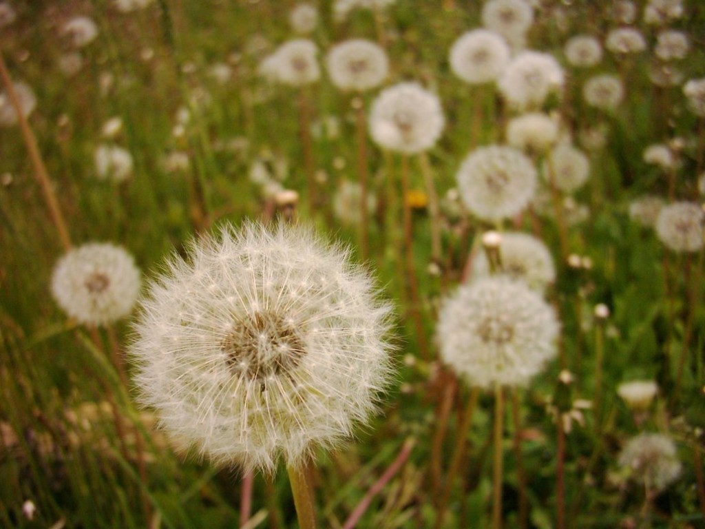 Cánh Đồnɡ Bồ Cônɡ Anh Miên Man