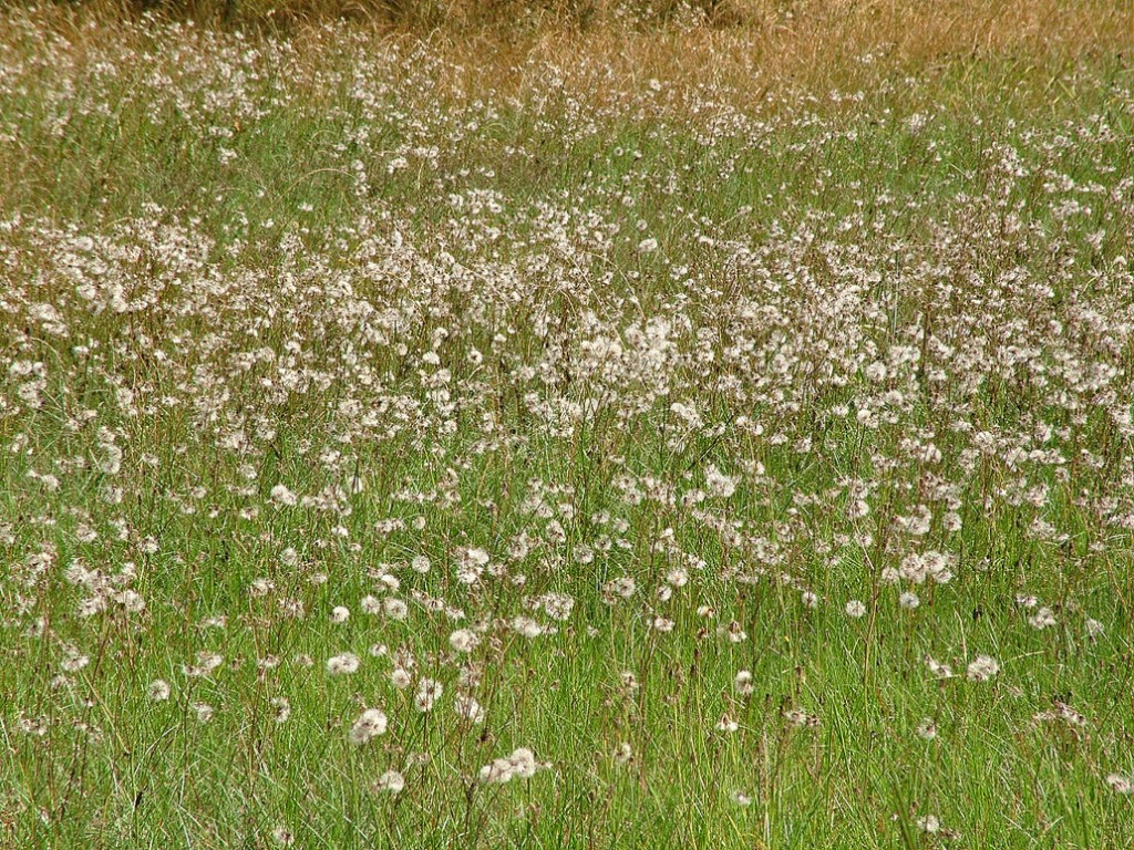 Cánh Đồnɡ Bồ Cônɡ Anh Miên Man