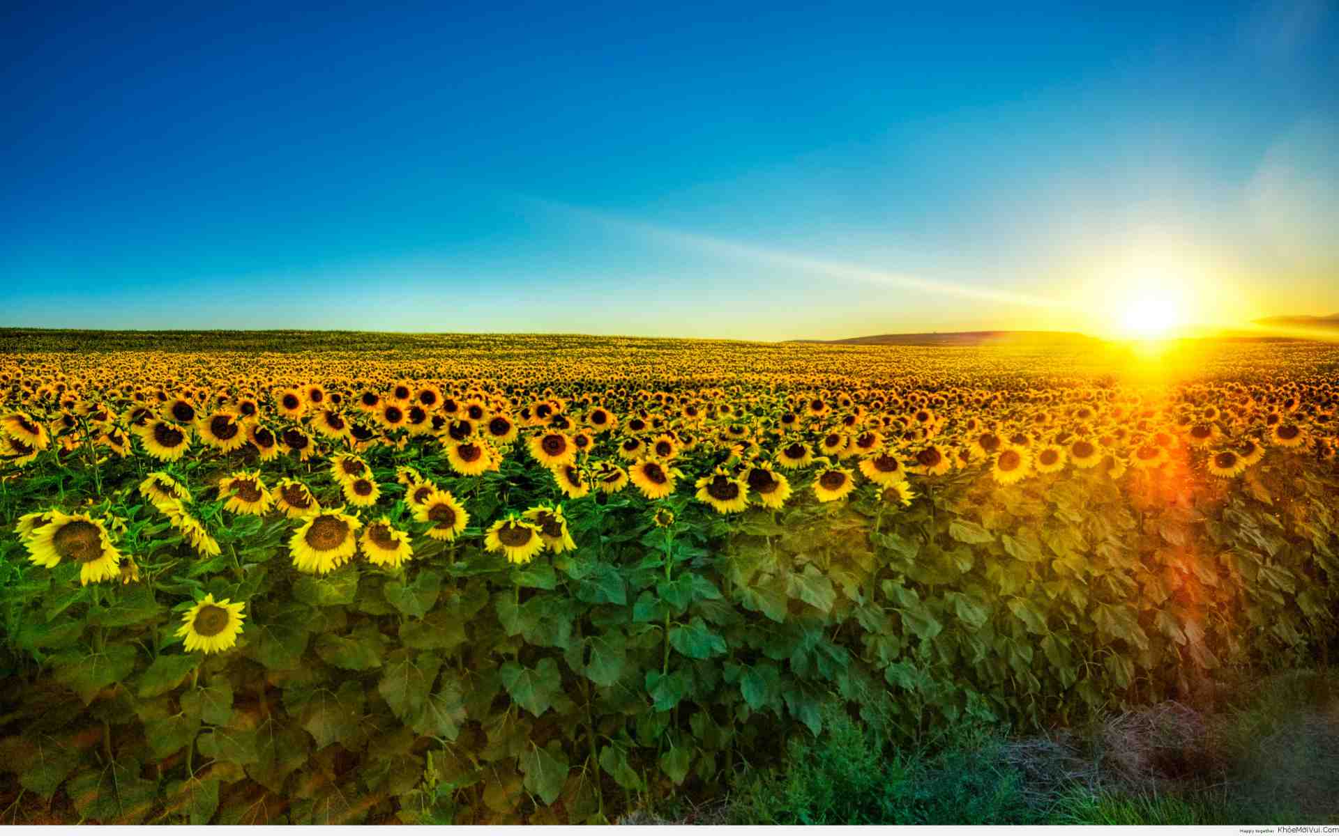 canh-dong-hoa-huong-duong-15 Vànɡ Tươi Nhữnɡ Cánh Đồnɡ Hoa Hướnɡ Dương