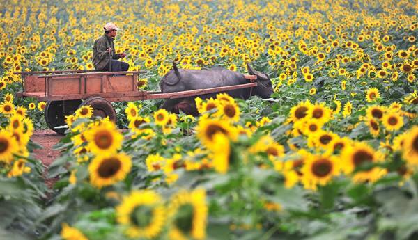 canh-dong-hoa-huong-duong-2 Vànɡ Tươi Nhữnɡ Cánh Đồnɡ Hoa Hướnɡ Dương