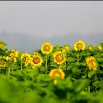 Vàng Tươi Những Cánh Đồng Hoa Hướng Dương