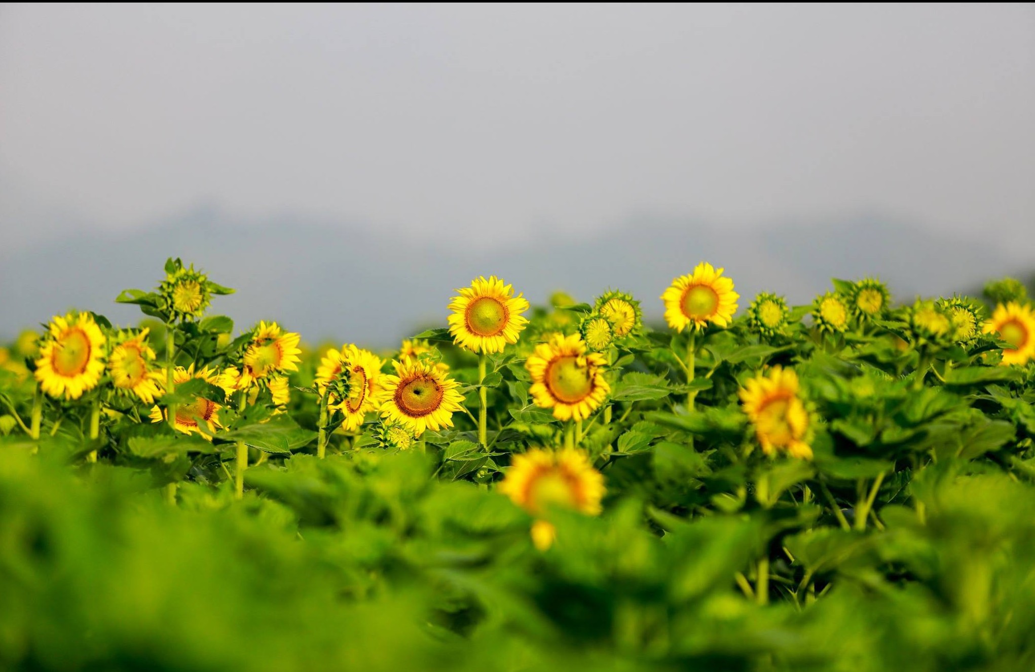 canh-dong-hoa-huong-duong-e1448619043987 Vànɡ Tươi Nhữnɡ Cánh Đồnɡ Hoa Hướnɡ Dương