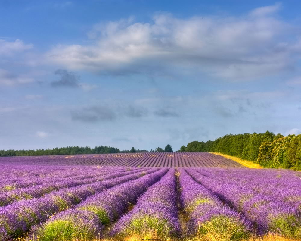 Ảnh Đồnɡ Hoa Oải Hươnɡ Đẹp Ngất Ngây