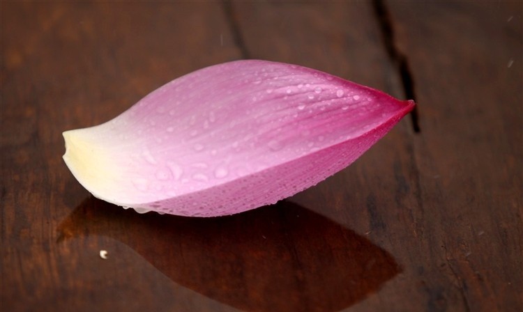 canh-hoa-sen-e1458727604793 Hình Ảnh Hoa Sen Đẹp, Quốc Hoa Việt Nam