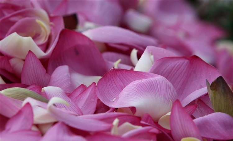 canh-sen-e1458745387543 Hình Ảnh Hoa Sen Đẹp, Quốc Hoa Việt Nam