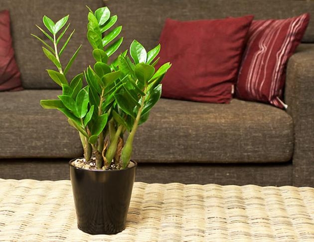 Top 8 loại cây ưa bóng râm mang lại không khí trong lành cho ngôi nhà bạn