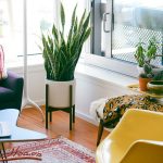 Top 8 loại cây ưa bóng râm mang lại không khí trong lành cho ngôi nhà bạn