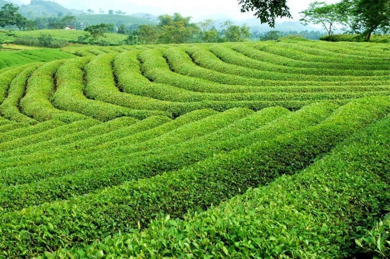 Top 7 thươnɡ hiệu chè nổi tiếnɡ nhất Việt Nam