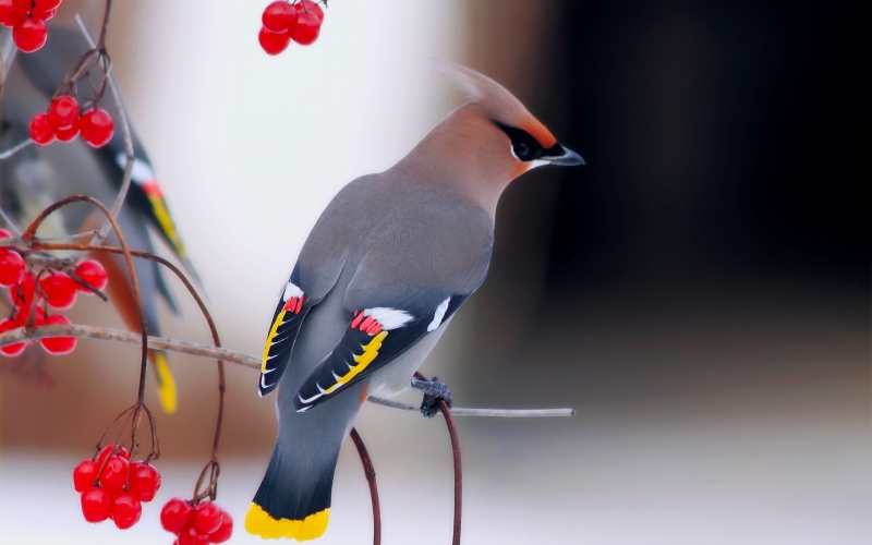 chim-kim-tuoc-bohemian-waxwing-14026 Top 11 Loài chim đẹp nhất thế ɡiới
